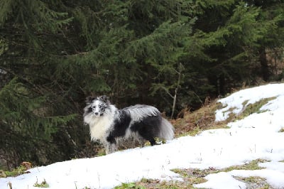 Étalon Shetland Sheepdog - Taiga Des Monts D'Alavardi