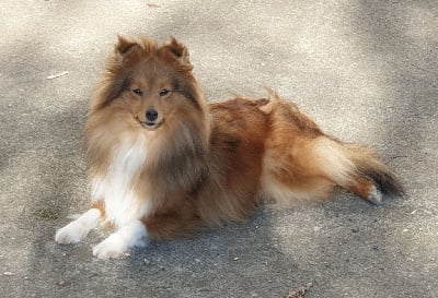 Étalon Shetland Sheepdog - Salomé Des Gardiens D'Elendil