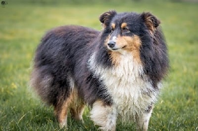 Étalon Shetland Sheepdog - Reglisse Des Terres De L'Avesnois