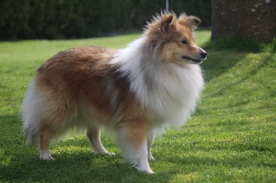 Étalon Shetland Sheepdog - Molene De la vallée des noyeres