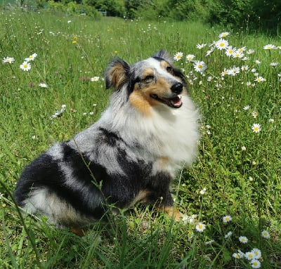 Étalon Shetland Sheepdog - Plume De La Belle Evangeline