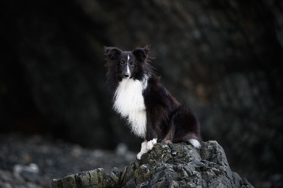 Étalon Shetland Sheepdog - R'love Des Gardiens Du Flot Bleu