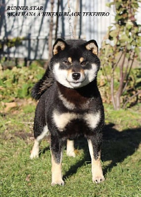 Étalon Shiba - akai hana A'hikeru black tekehiro