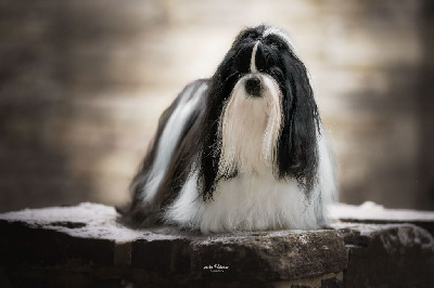 Étalon Shih Tzu - CH. Pride in black sweet addict