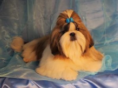 Étalon Shih Tzu - Obelix from audreys paradis