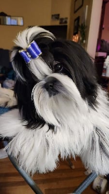 Étalon Shih Tzu - miralan's Apple pie moonshine