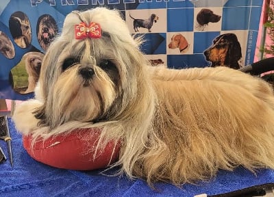 Étalon Shih Tzu - Sakura Des Princesses De L'Orb