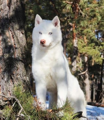 Étalon Siberian Husky - Naomi white night iz sil noy stai