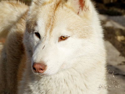 Étalon Siberian Husky - Sheyka Des Chants Nordiques