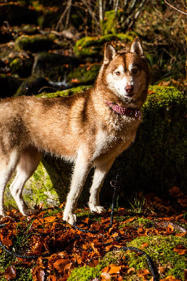 Étalon Siberian Husky - Rainy april may windy dit ruby de Daybreak Northern