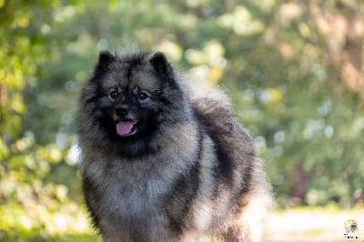 Étalon Spitz allemand - CH. Nemesis De La Lumière D'Héméra