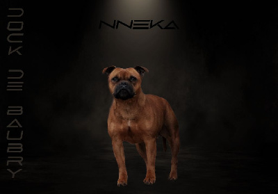 Étalon Staffordshire Bull Terrier - Nneka (Sans Affixe)
