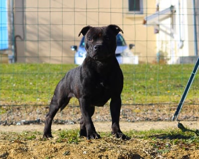 Étalon Staffordshire Bull Terrier - Terrier's Paradise Shana