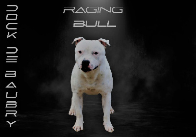 Étalon Staffordshire Bull Terrier - Raging bull Of Suprême Staffy's