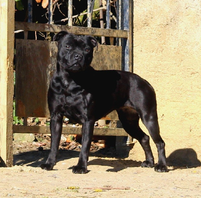 Étalon Staffordshire Bull Terrier - Terrier's Paradise So cute