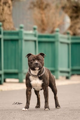 Étalon Staffordshire Bull Terrier - Spyro this hero Du Clan D'Akela