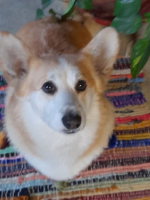 Étalon Welsh Corgi Pembroke - Pancake suzette des Contamines