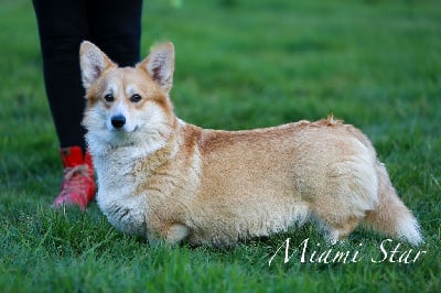 Étalon Welsh Corgi Pembroke - Miami star (Sans Affixe)