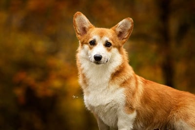 Étalon Welsh Corgi Pembroke - Swing Des Gardiens Du Mermoz