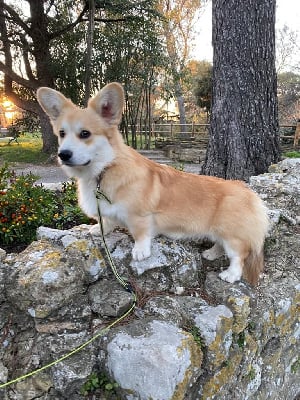 Étalon Welsh Corgi Pembroke - Salomé conte Du Soleil Du Sud