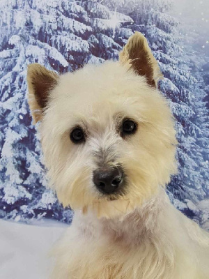 Étalon West Highland White Terrier - Sweety du mont de la chenaie