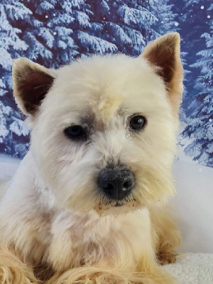 Étalon West Highland White Terrier - Peanuts du mont de la chenaie