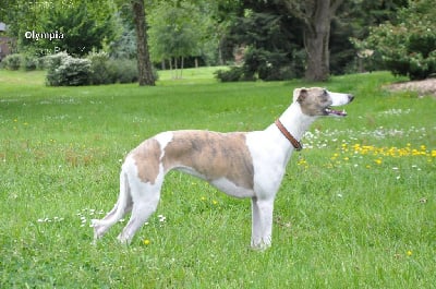 Étalon Whippet - Olympia des bories de yakoubia De Volovent