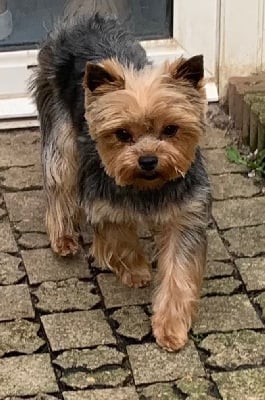 Étalon Yorkshire Terrier - Ravage Du manoir de la beaugeoire