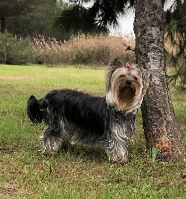 Étalon Yorkshire Terrier - Tosca Des Merveilles Des Penitents