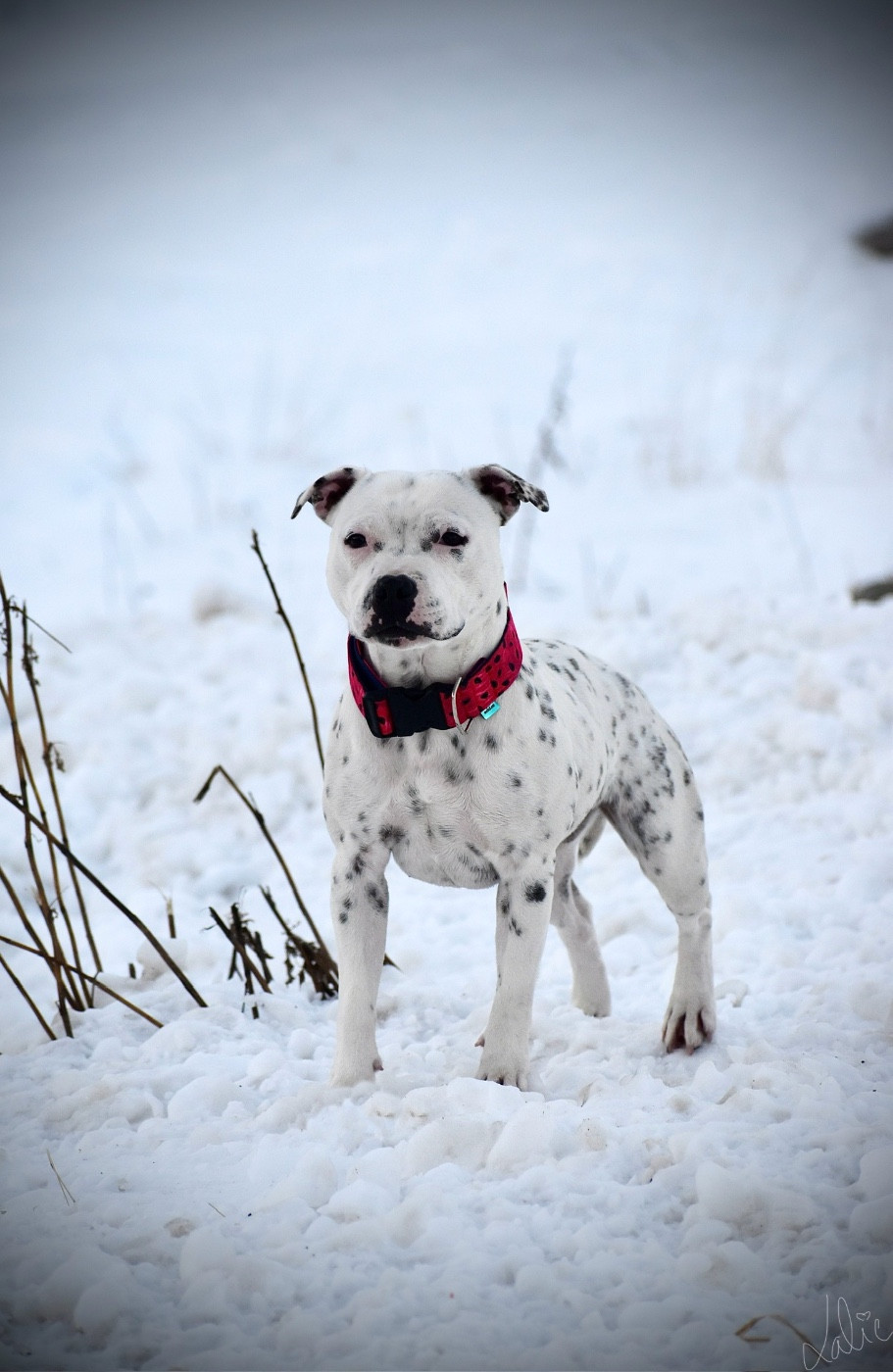 Publication : Lalie's Niños 