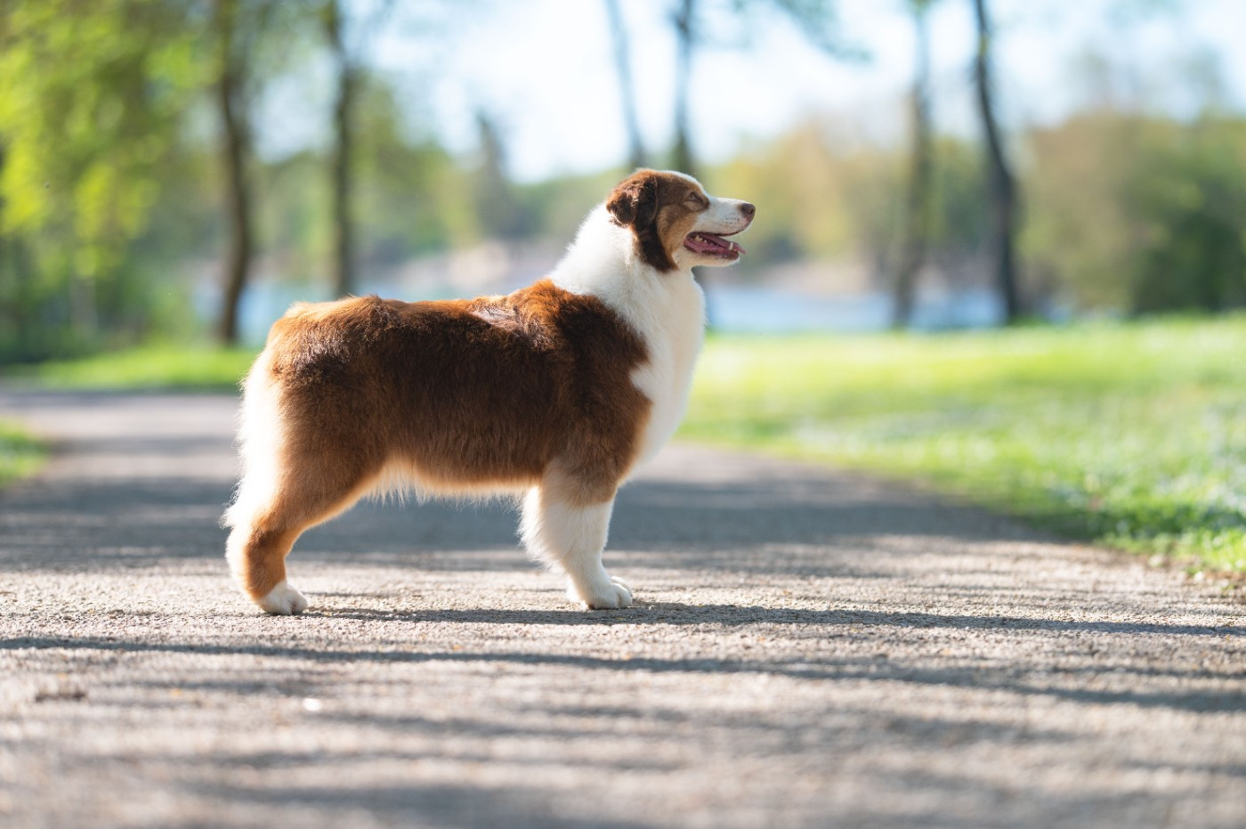 Publication : du chemin de la belle etoile Auteur : Nathalie Dron