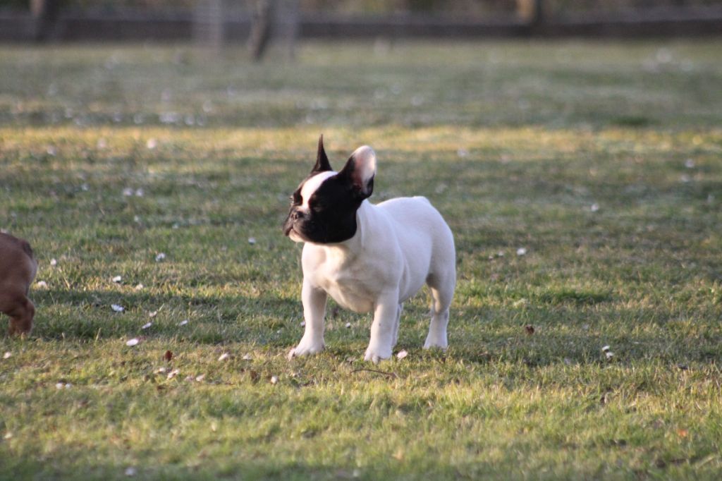  Auteur : ELEVAGE PRINCE LIAM