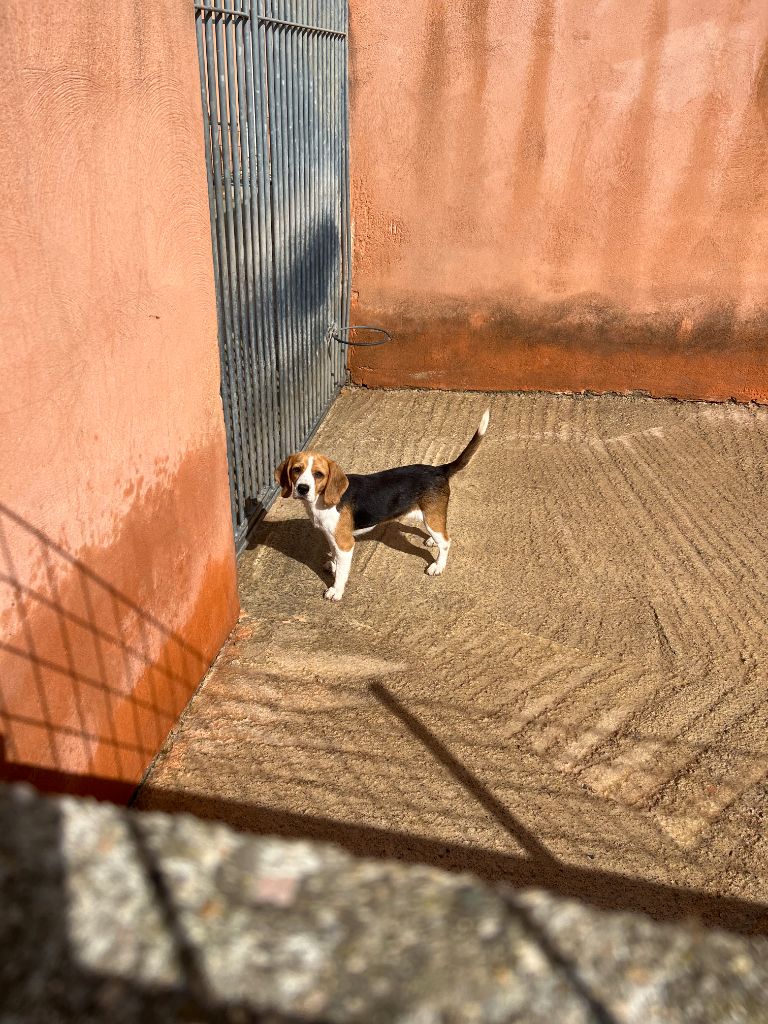 Publication : Des Hauts De Milhac