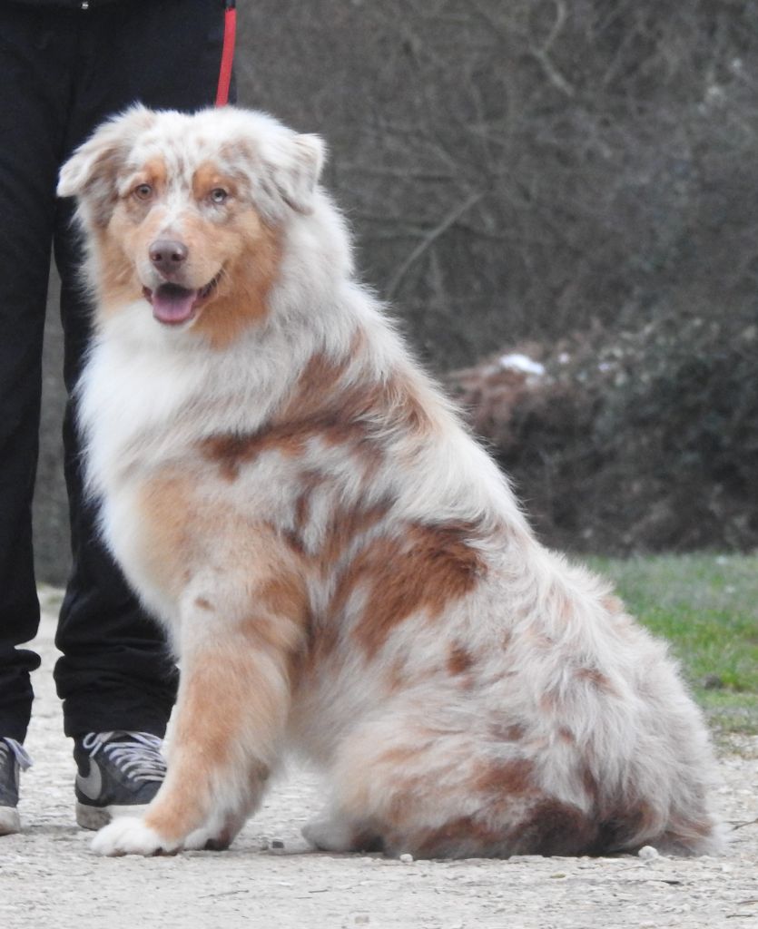 Publication : Du Sapin Vert 