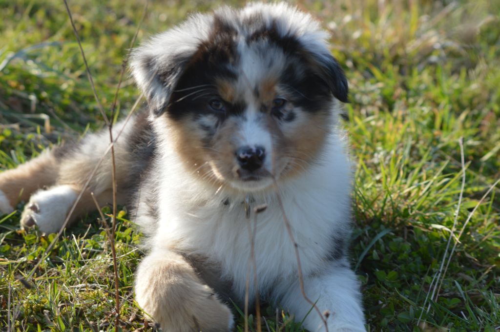 Publication : des Ptits Bergers en Terre Bio 