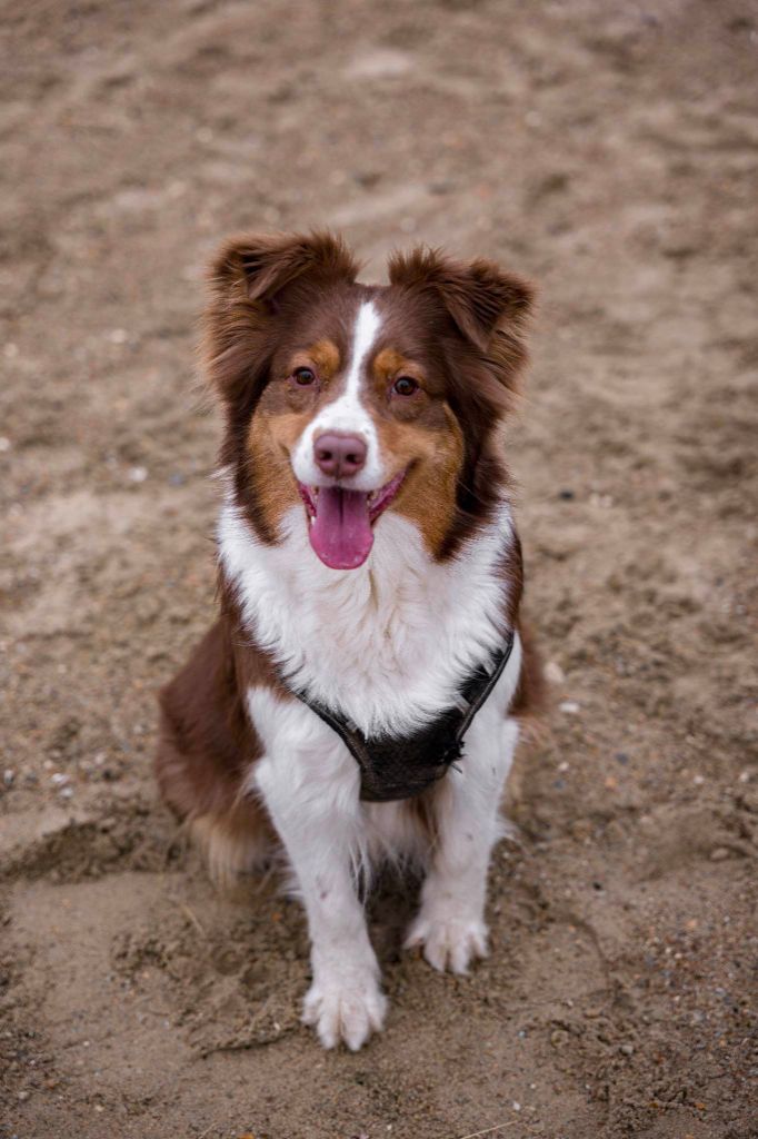 Pim's lady De La Plaine A Demphis