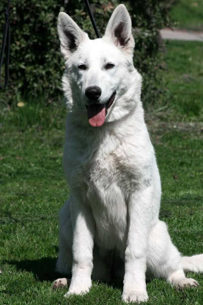 Publication : L'aige de la tournelle