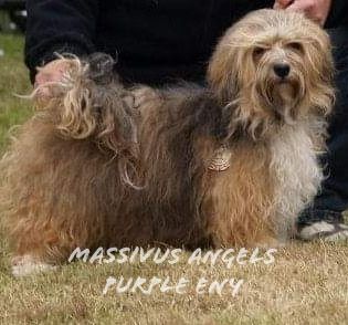 massivus angel's Purple eny