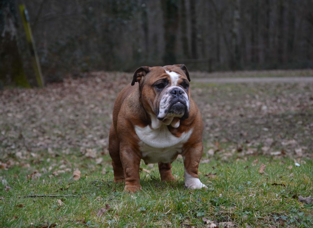 Publication : Edson Conqueror