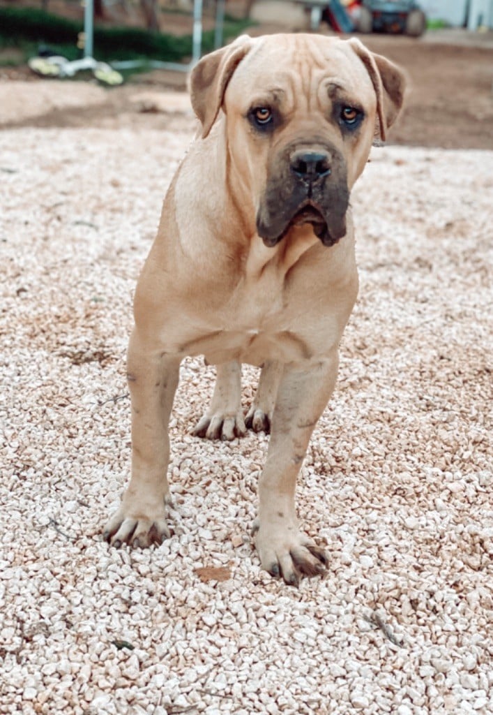 Publication : Du Gardien Des Dieux 