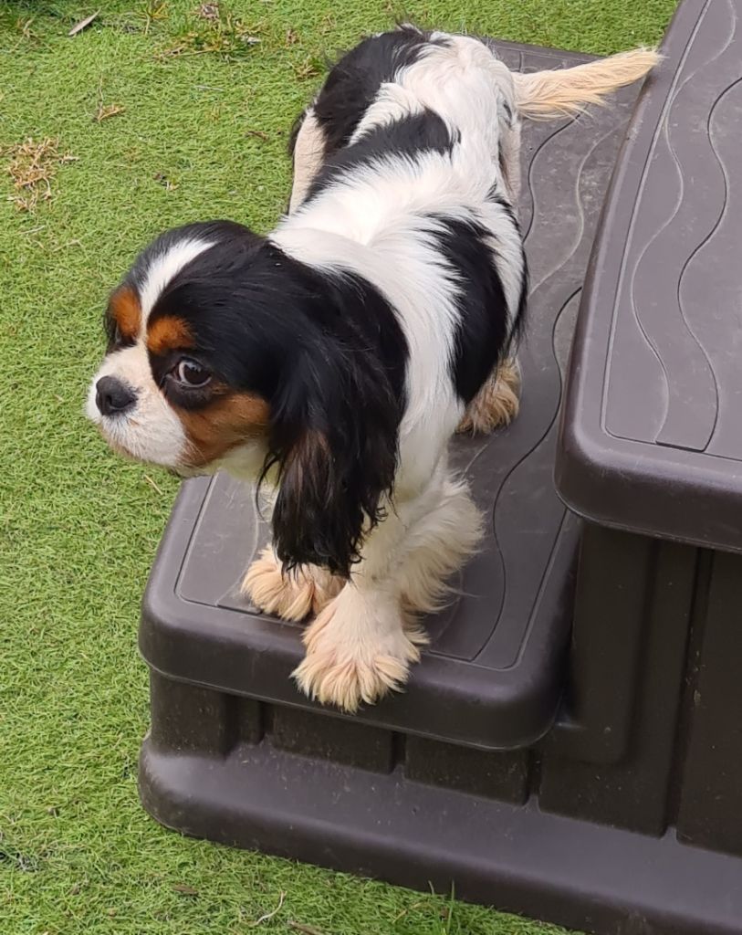 Publication : de Nais Line Auteur : Vautard