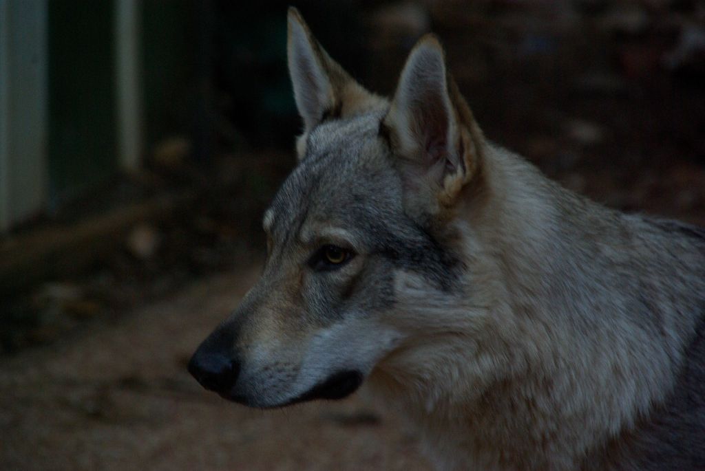 Publication : De La Meute Des Loups Du Var 