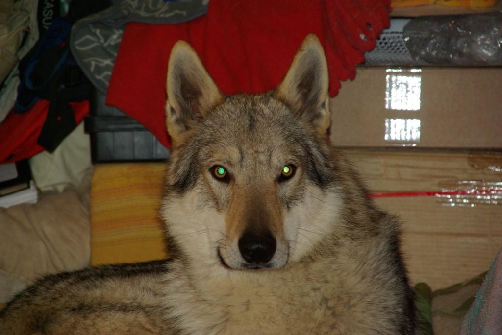 Publication : De La Meute Des Loups Du Var 