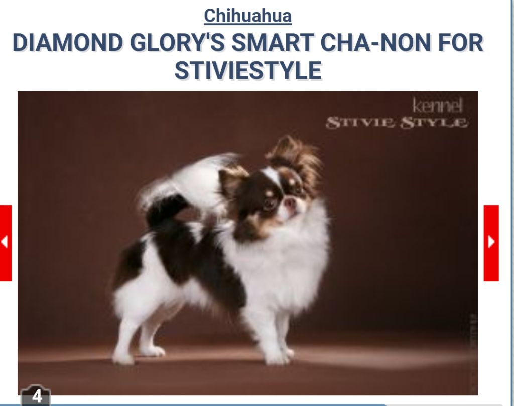 diamond glory's smart Cha-non for stiviestyle