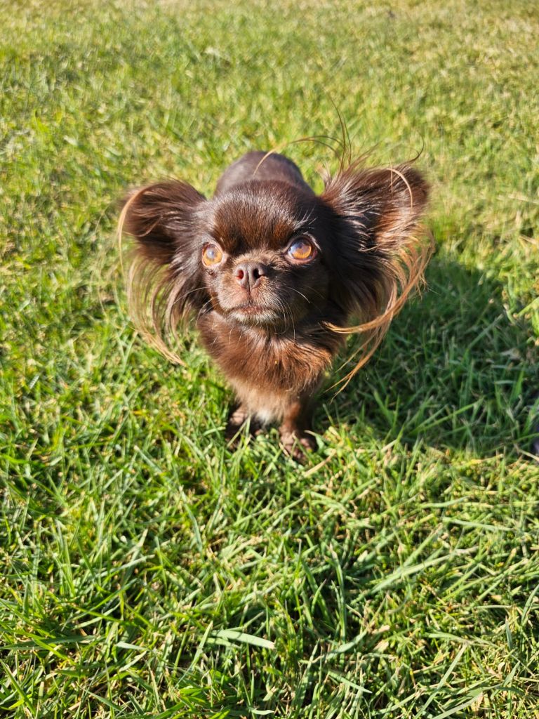 Publication : Du Clos De La Thyvolliéres