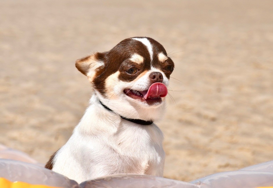 Publication : Des Pattounes Douces