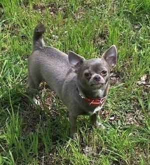 Oldzhi iz tvoey mechty