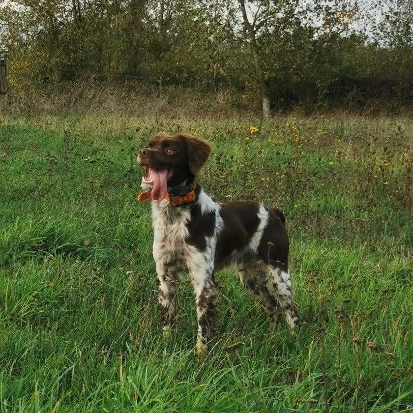 Publication : De Samy-duck