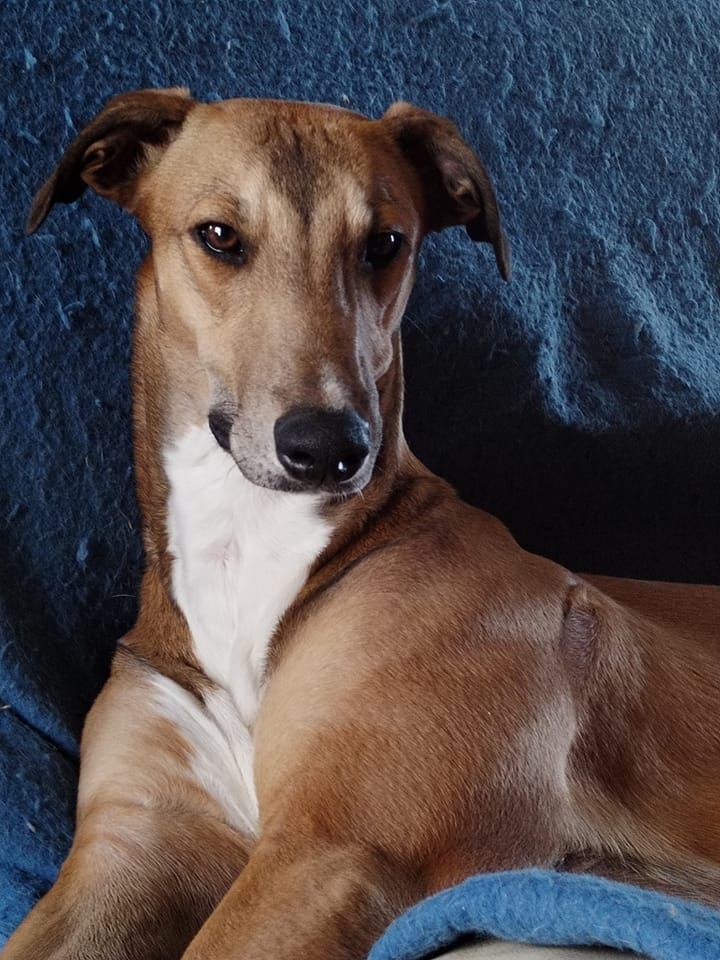 Publication : Inchydoney Memories Auteur : nathalie cloux