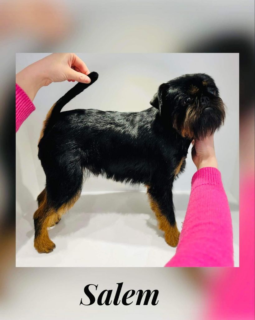 Salem Des Brabs De Philie